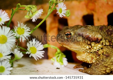 frog smelling  a flower