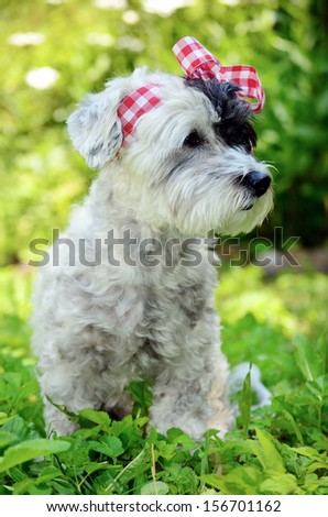fashionable dog with red ribbon