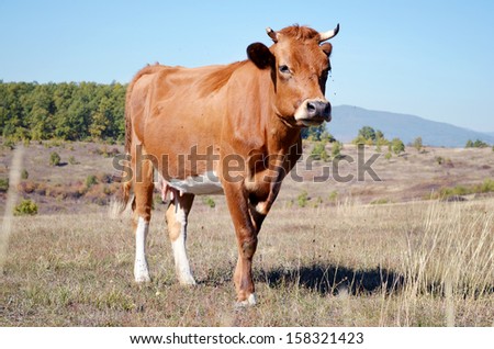 cow standing alone in green pasture