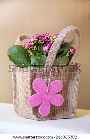 beautiful pink kalanchoe  flower  with gift card packed  in canavas bag