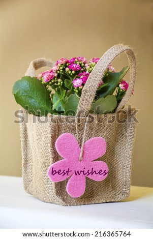 beautiful pink kalanchoe  flower  with gift card packed  in canavas bag