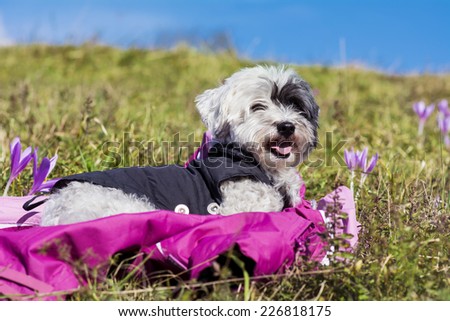 portrait of a white dog laying down  in a field of flowers