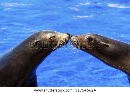 Portrait of marine seal kissing near water pool.