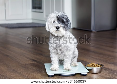 animal health - cute poodle dog  on weigh scales