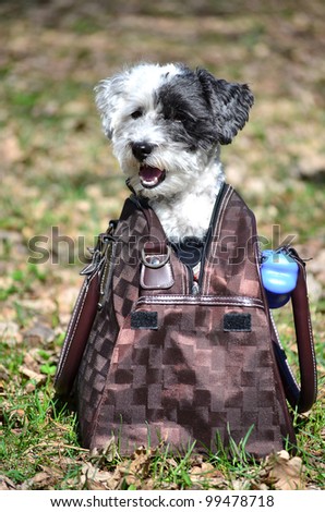 little white dog with black ear  in brown bag