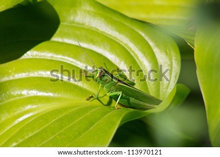 Green grasshopper sits on plant close up