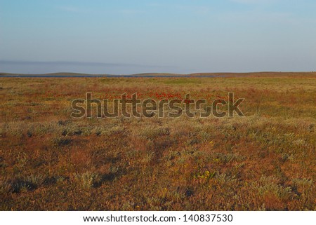 The endless spring blooming steppe under the light of the setting sun
