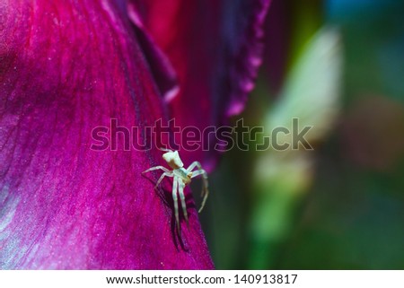 Cute little spider on the petal violet gladiolus close up