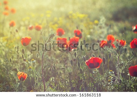 Flowering red poppies under the light of the setting sun
