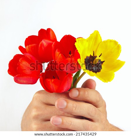 Hands gives a bouquet of red and yellow tulips on a white background