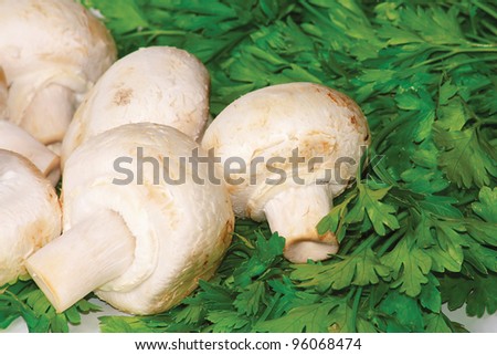 The raw white champignons with fresh parsley for healthy ration