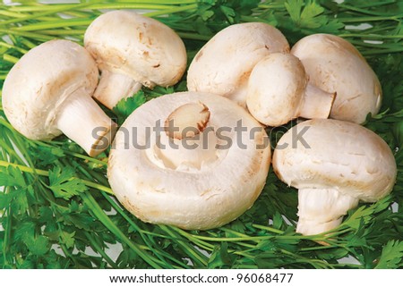 The raw white champignons with fresh greens for healthy ration