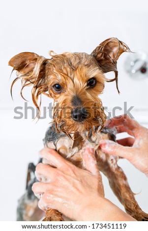 Close up of Female hands washing little yorkshire dog.