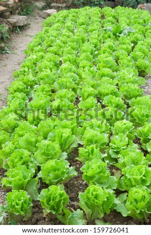 rows of planted lettuce at backyard