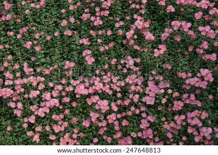 chrysanthemum flowers wall
