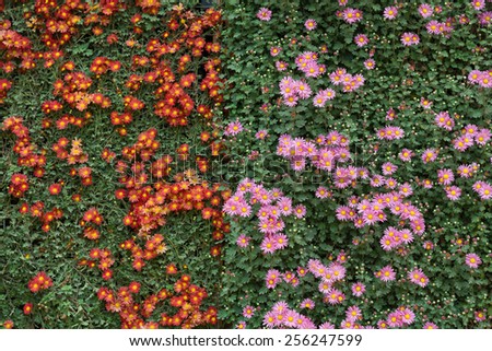 two colors chrysanthemum flowers wall