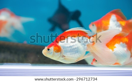 gold fishes swimming in aquarium
