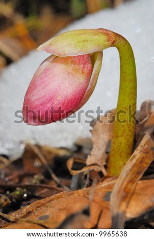 Bud of a flower between snow