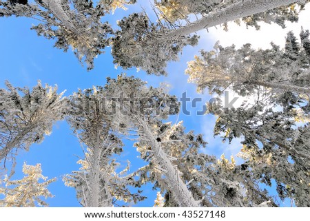 Snowy trees in the blue sky at the cross country track in Gutenbrunn in the region of the Waldviertel in Lower Austria