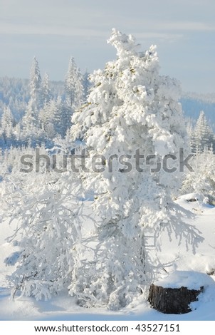 Winter landscape with a frozen forest and wood on the horizon in sunshine near a cross country track in Gutenbrunn in Lower Austria in the region of the Waldviertel