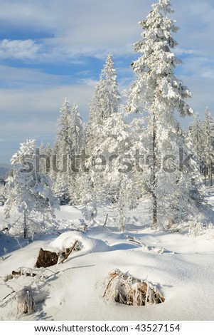 Winter landscape with frozen forest and wood on the horizon in sunshine near a cross country track in Gutenbrunn in Lower Austria in the region of the Waldviertel