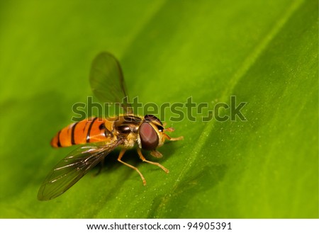 Orange Fly insect sitting on a large green leaf with very sharp eye detail.