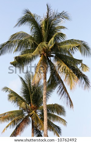 Sunny holiday concept. Tree-tops of two palms growing on the beach. Blue cloudless sky in the background.