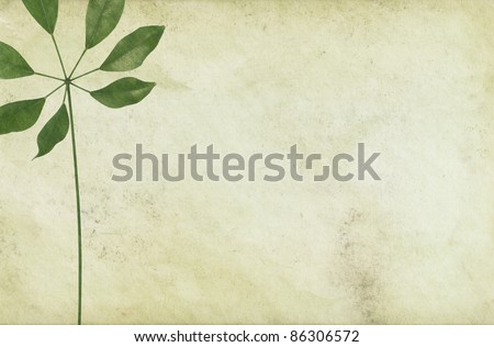 Vintage paper background and a leaf with a long foot stalk