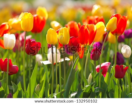 Multi coloured tulips and daffodils on nature background