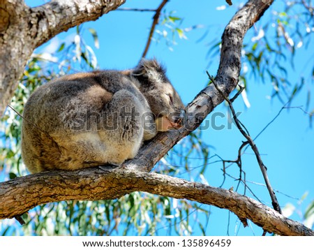 Australian koala Bear perched in a gum tree