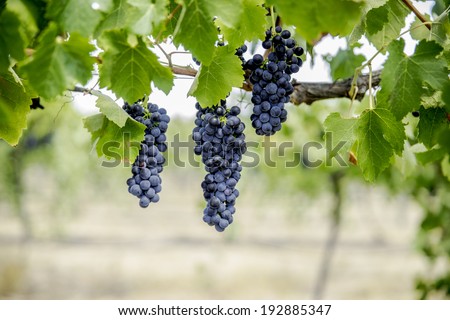 Grapes for wine making, grape growing.
