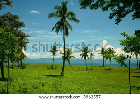 grass land with palm tree