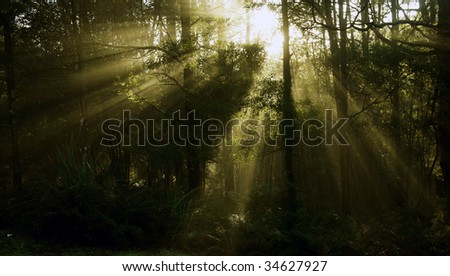 Morning early sunlight through foggy forest_04