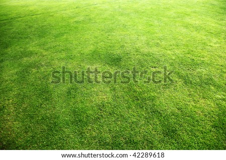 golf course grass. stock photo : Golf course grass