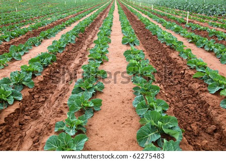 Vegetable field