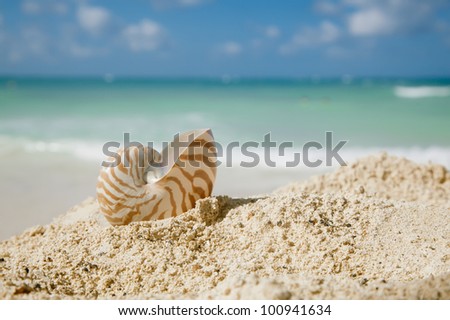 Shell On Beach