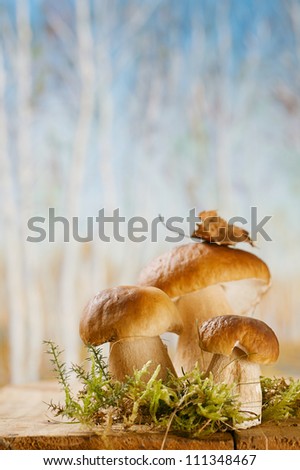 still life with white boletus mushrooms on wooden box, shallow dof