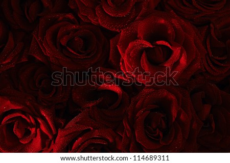 dark red with droplets Red natural roses background