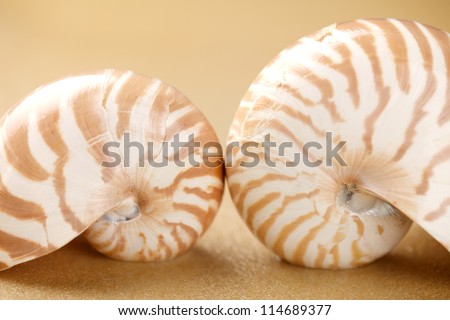 Nautilus shells on sea sand. Concept of seawater Pollution in the world. This pictures belongs to the Sea Things series in my portfolio