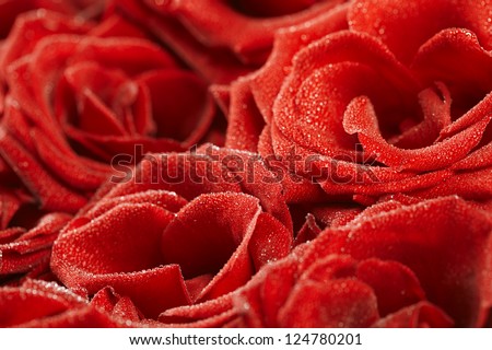 Red natural roses velvety soft background  with droplets