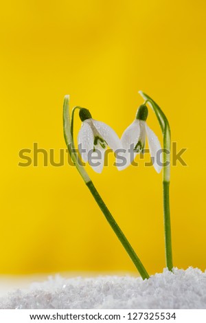 two lovely snowdrop flowers on white studio snow and yellow background,  perfect for postcard
