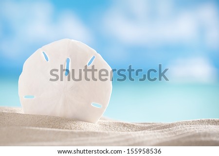 sand dollar shell on beach and sea and boat background, shallow dof
