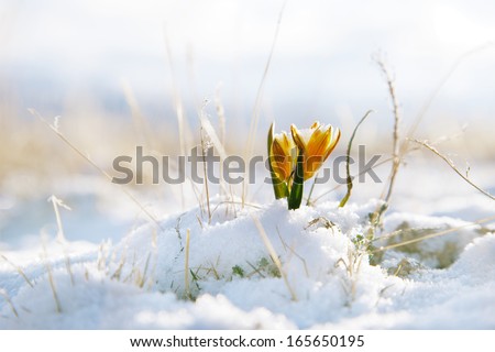 Nice Snowdrop In High Mountain Valley With Snow, Super Macro