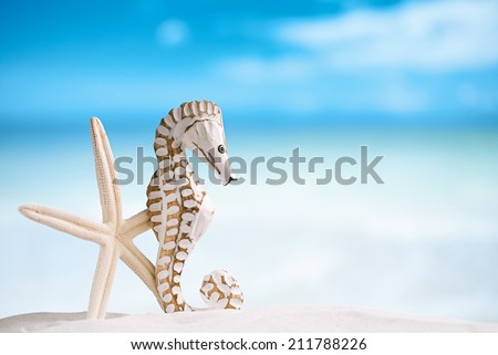 seahorse with white starfish on white sand beach, ocean,   sky and seascape, shallow dof