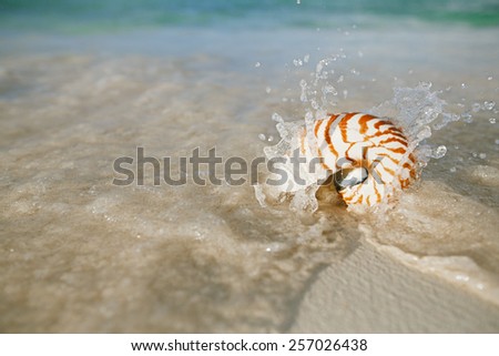 nautilus shell sea waves, live action ... , shallow dof