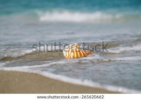 nautilus shell with sea wave,  Florida beach  under the sun light, live action