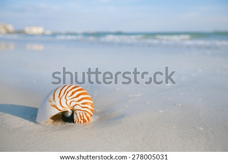 nautilus shell on a sea ocean beach sand with nice curve lens distorshion