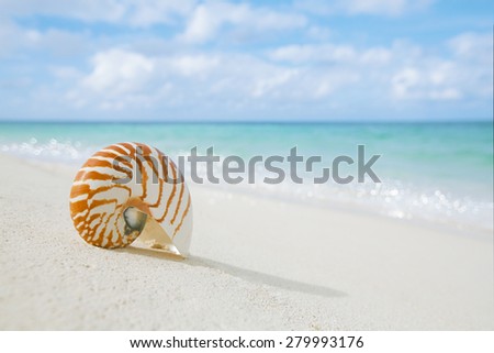 nautilus shell on white beach sand, against sea waves, shallow dof, soft focus