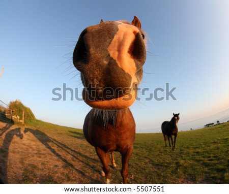 funny horse pictures. funny horse and shadows