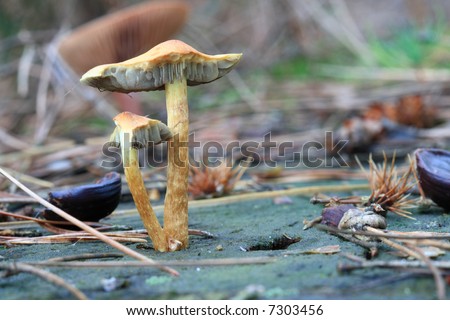 two wild mushrooms on stump in pine autumn forest, close-up